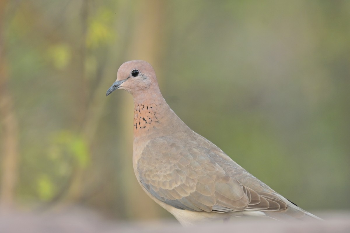 Laughing Dove - ML641902508