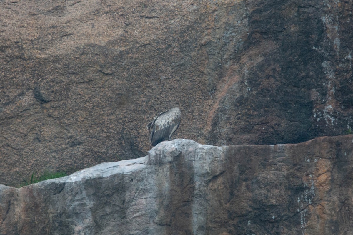 Indian Vulture - ML641902509