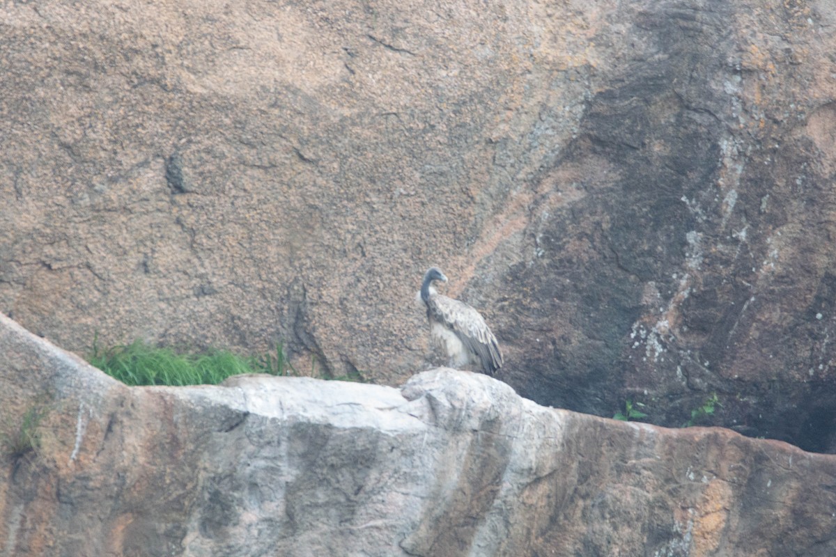 Indian Vulture - ML641902510
