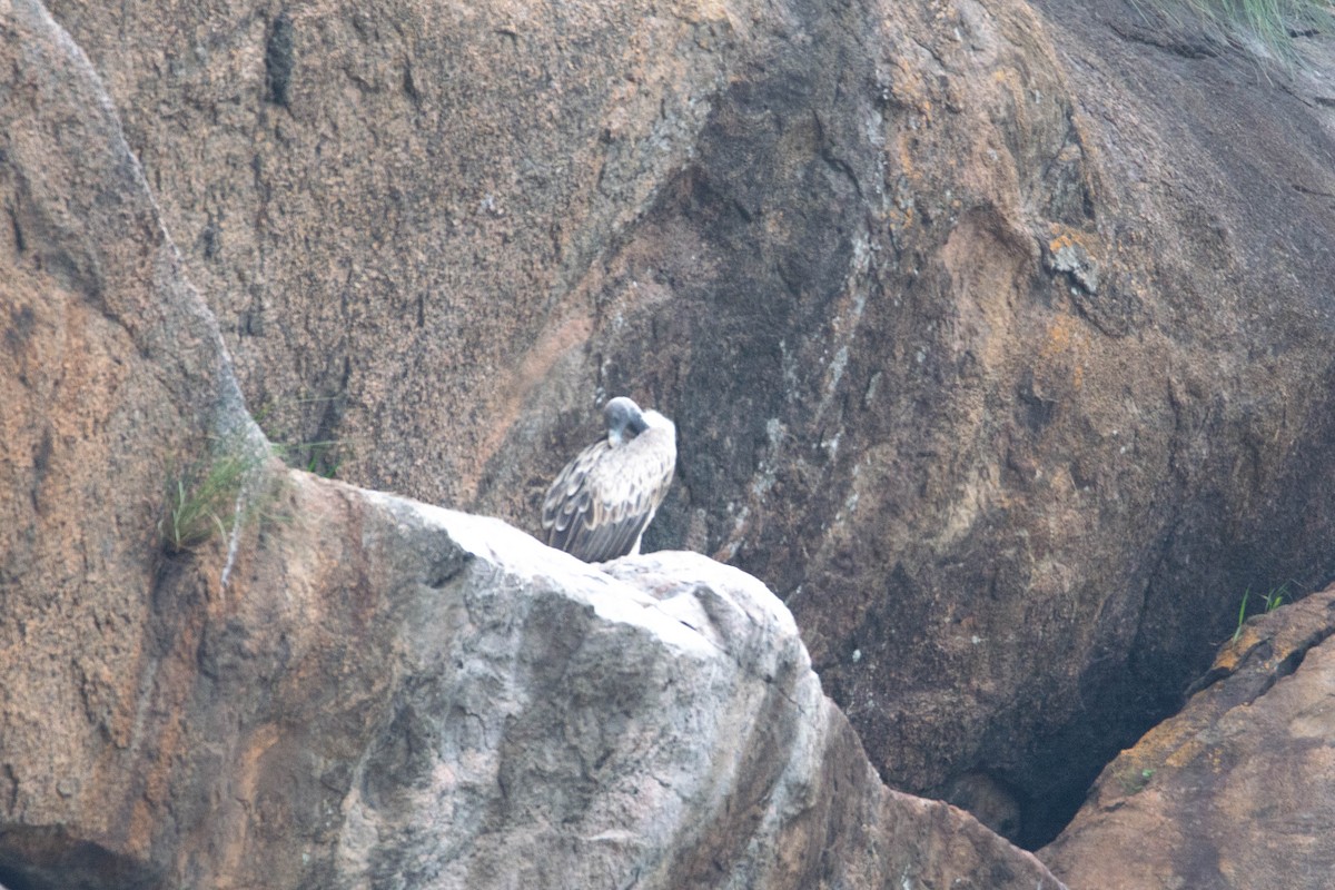 Indian Vulture - ML641902513