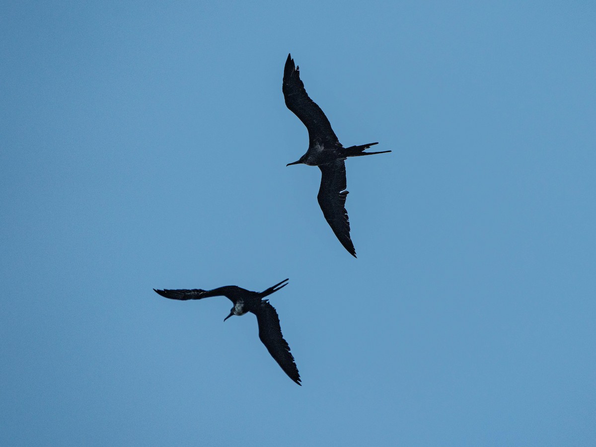 Great Frigatebird - ML641902515