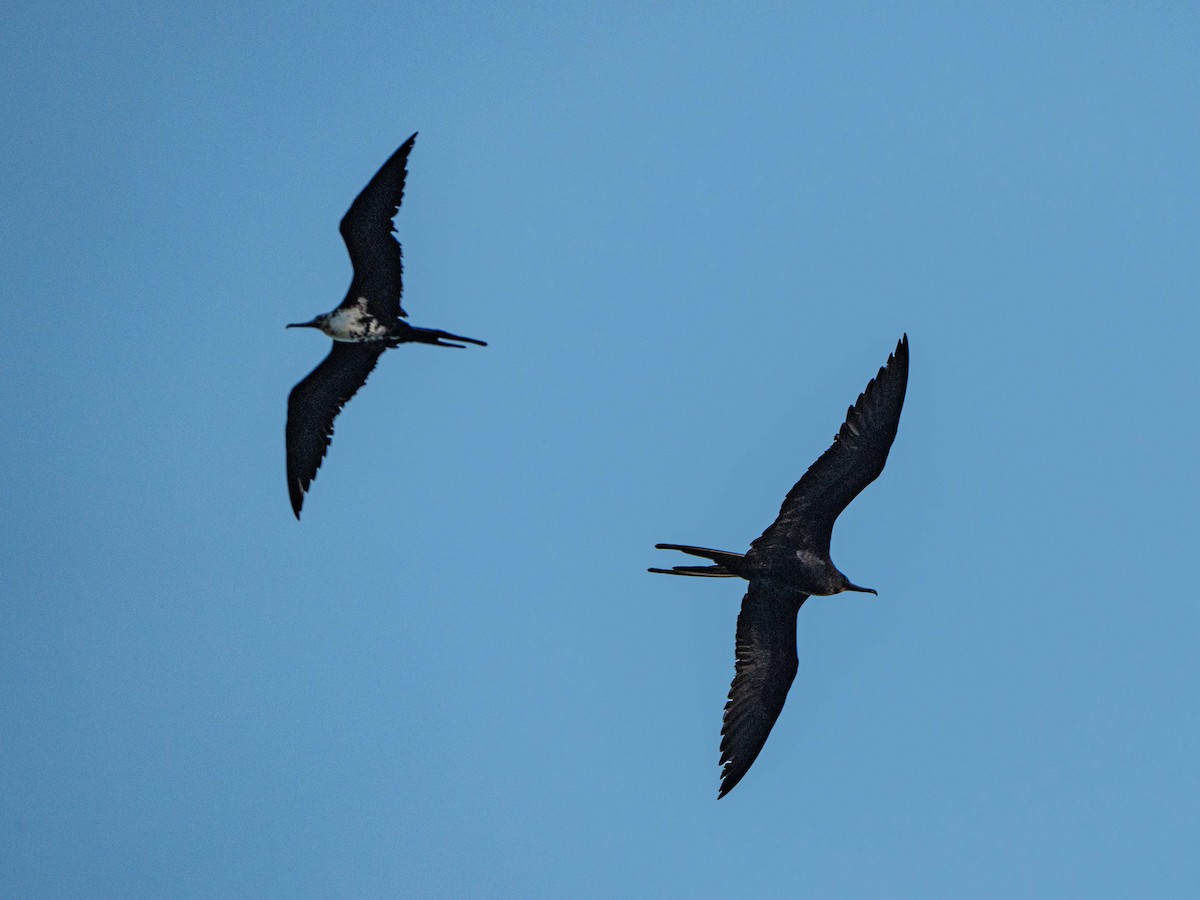 Great Frigatebird - ML641902516