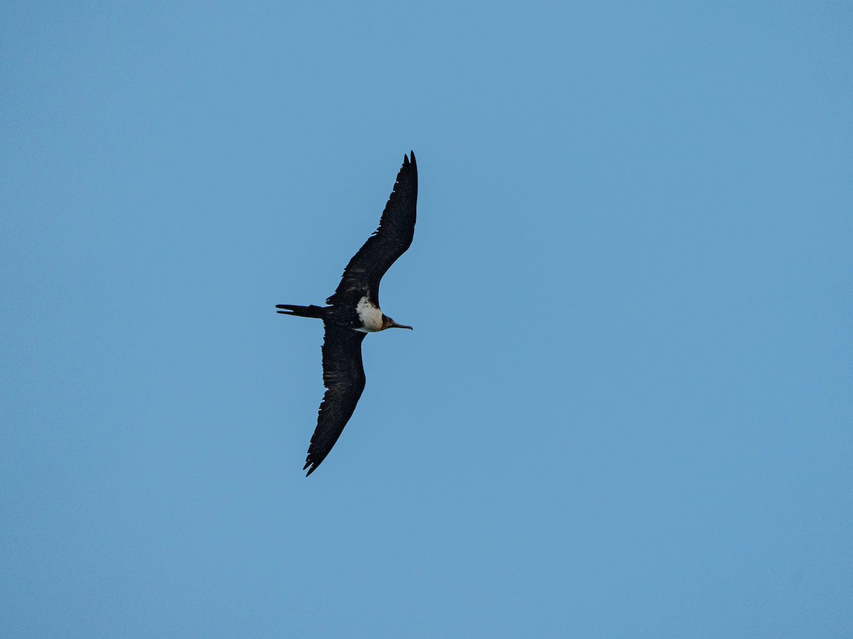 Great Frigatebird - ML641902517