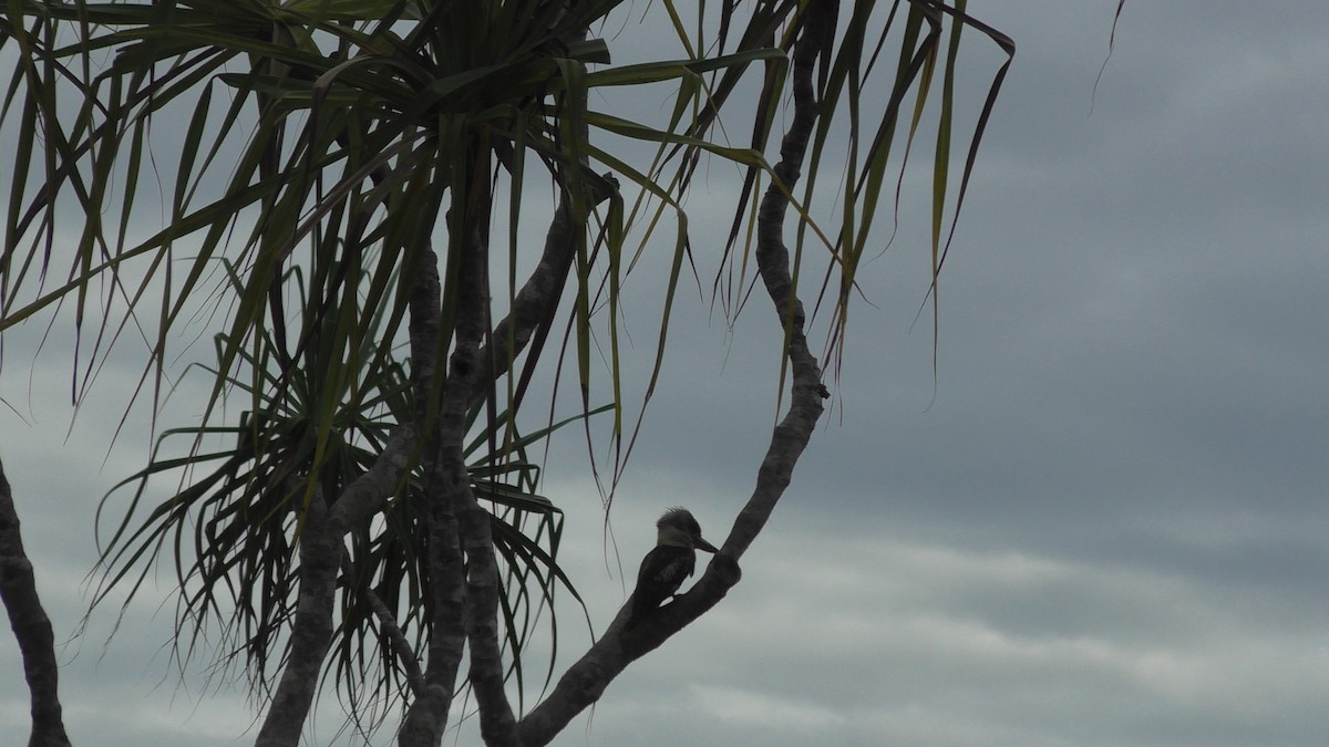 Blue-winged Kookaburra - ML641902518