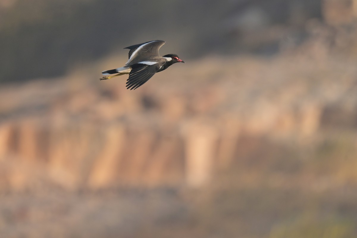 Red-wattled Lapwing - ML641902519