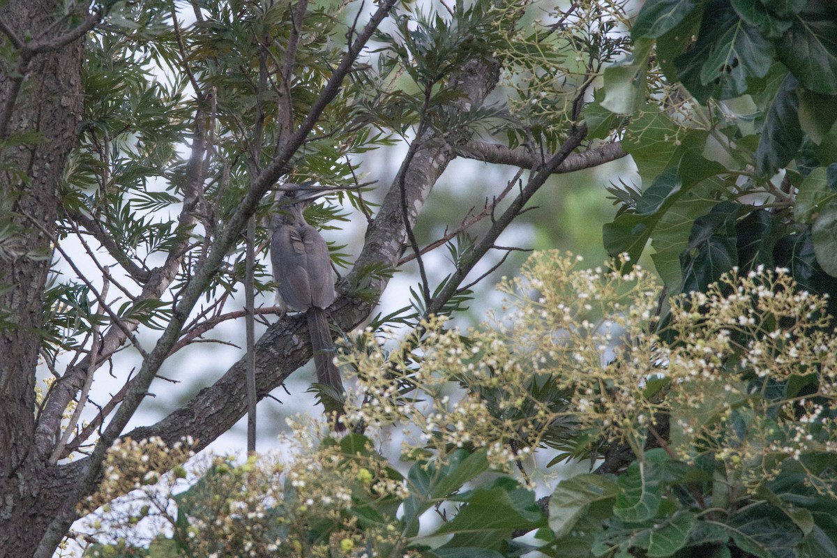Indian Gray Hornbill - ML641902520