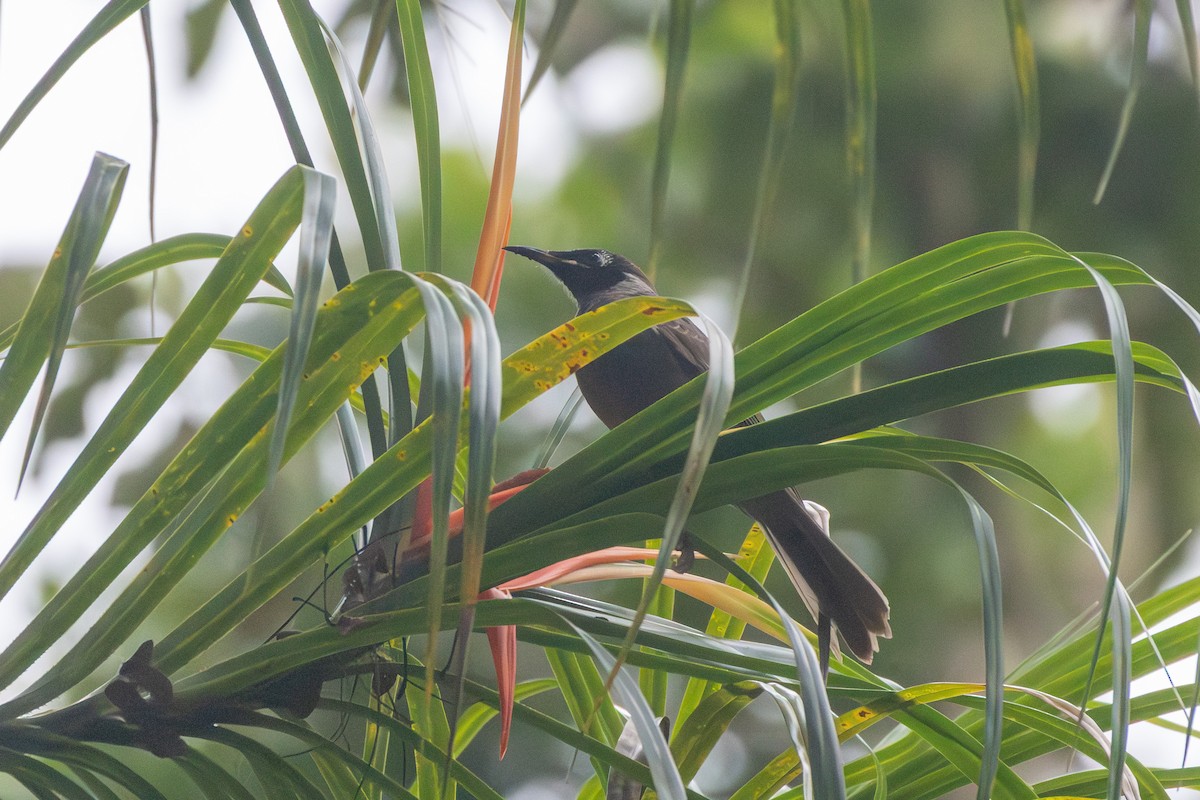 Bridled Honeyeater - ML641902523