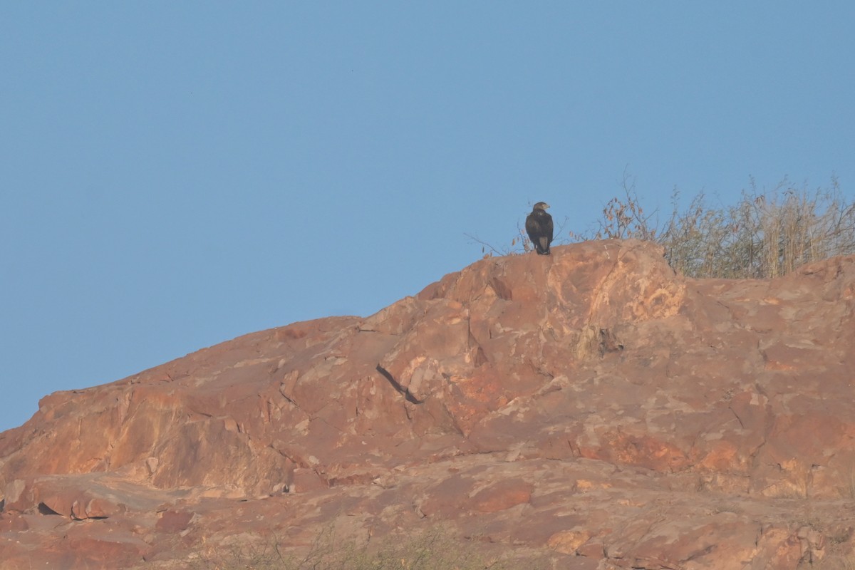 Bonelli's Eagle - ML641902527