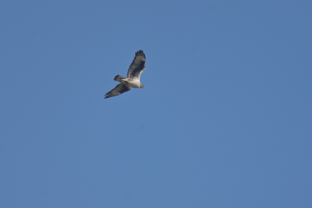 Bonelli's Eagle - ML641902528