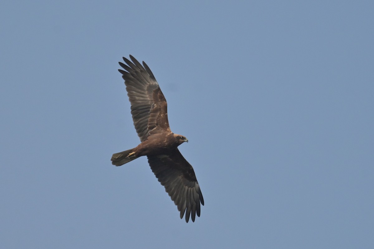 Western Marsh Harrier - ML641902530