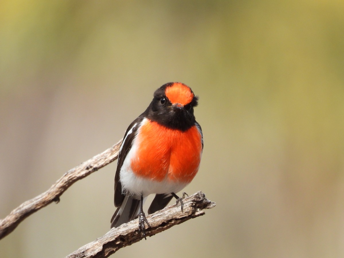 Red-capped Robin - ML641902531