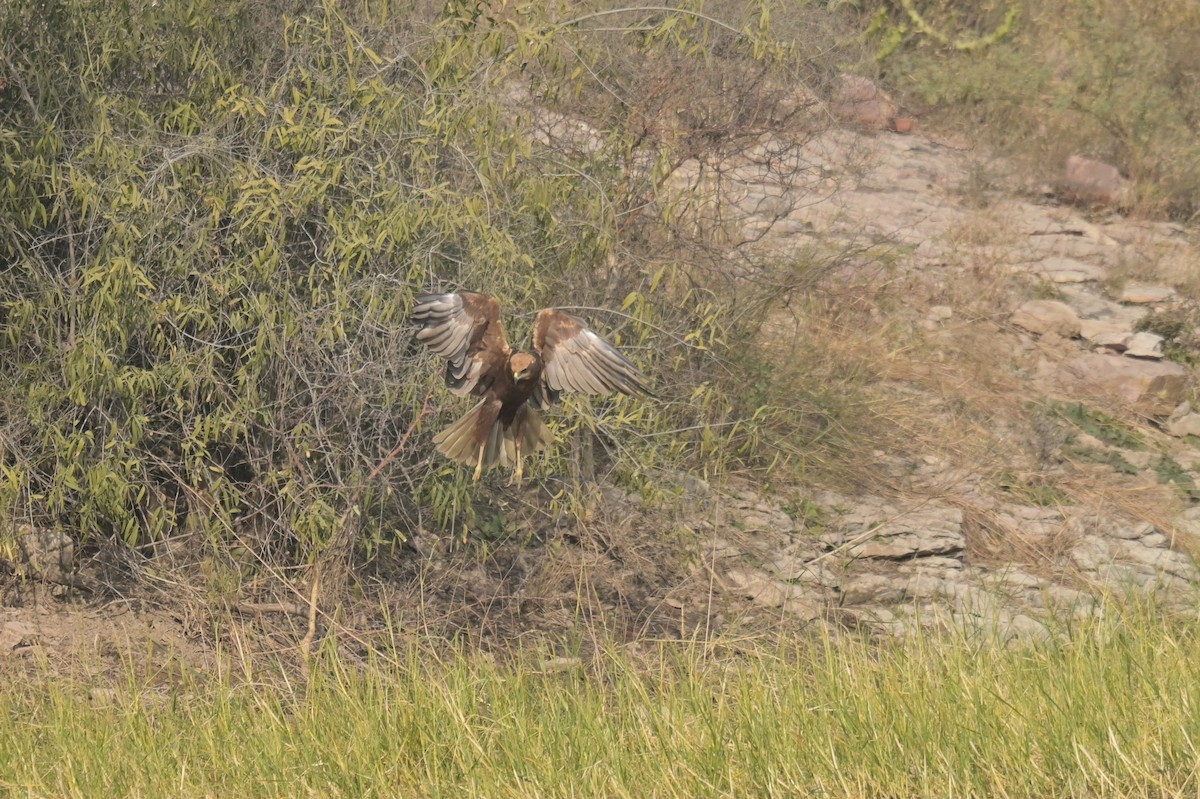 Western Marsh Harrier - ML641902532
