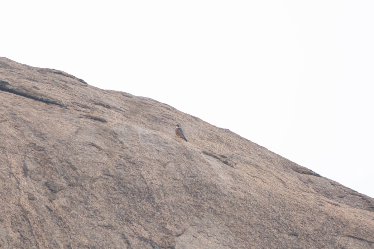Peregrine Falcon - ML641902533