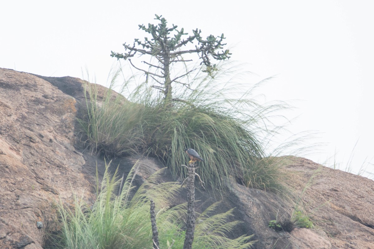 Peregrine Falcon - ML641902535