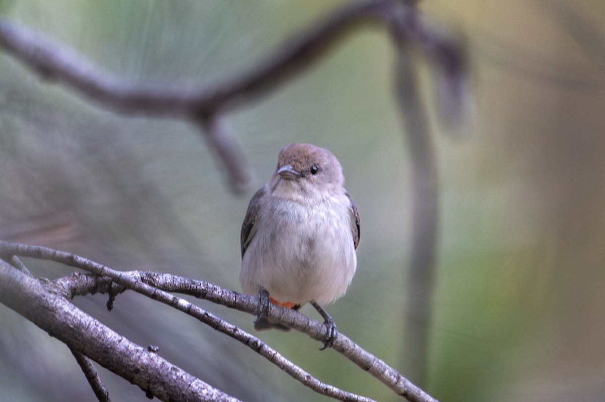 Mistletoebird - ML641902536