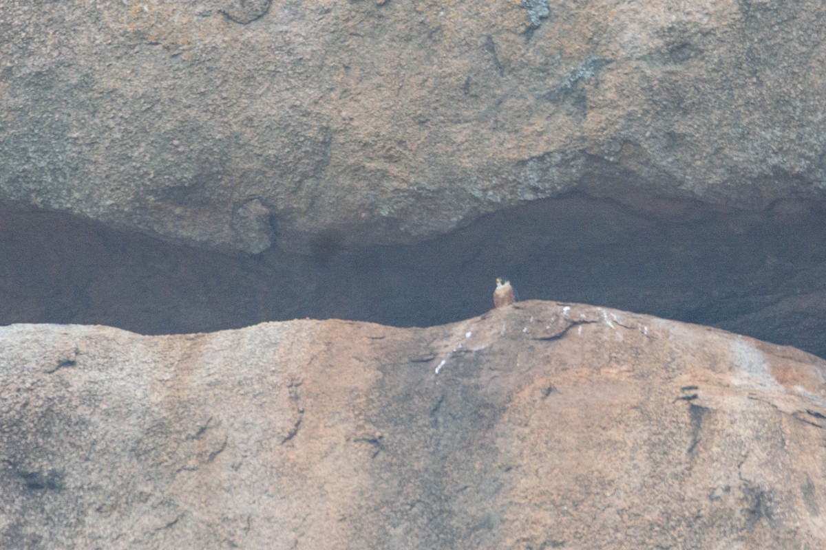 Peregrine Falcon - ML641902537