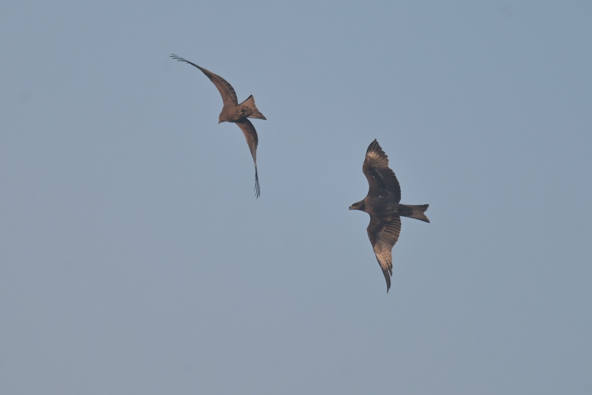 Black Kite (Black) - ML641902539