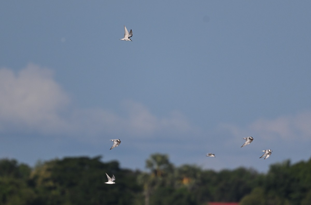 Whiskered Tern - ML641902540