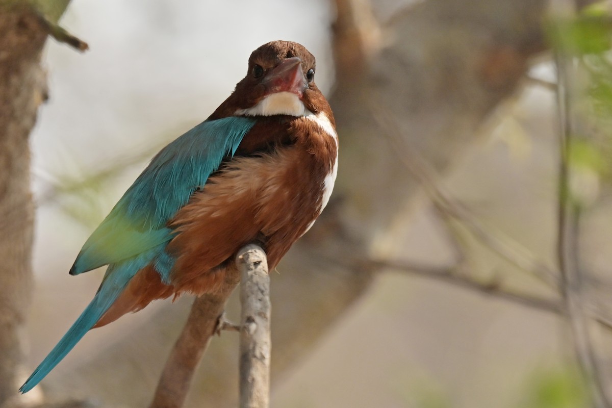 White-throated Kingfisher - ML641902544