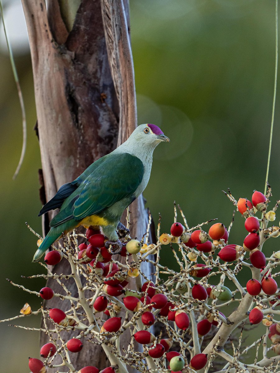 Crimson-crowned Fruit-Dove - ML641902545