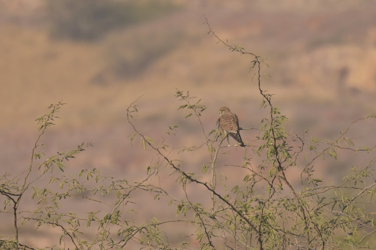 Eurasian Kestrel - ML641902546