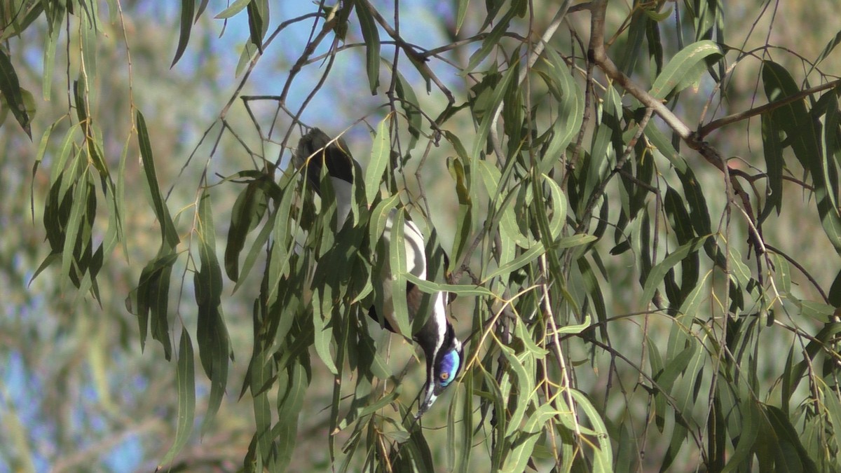Blue-faced Honeyeater - ML641902547