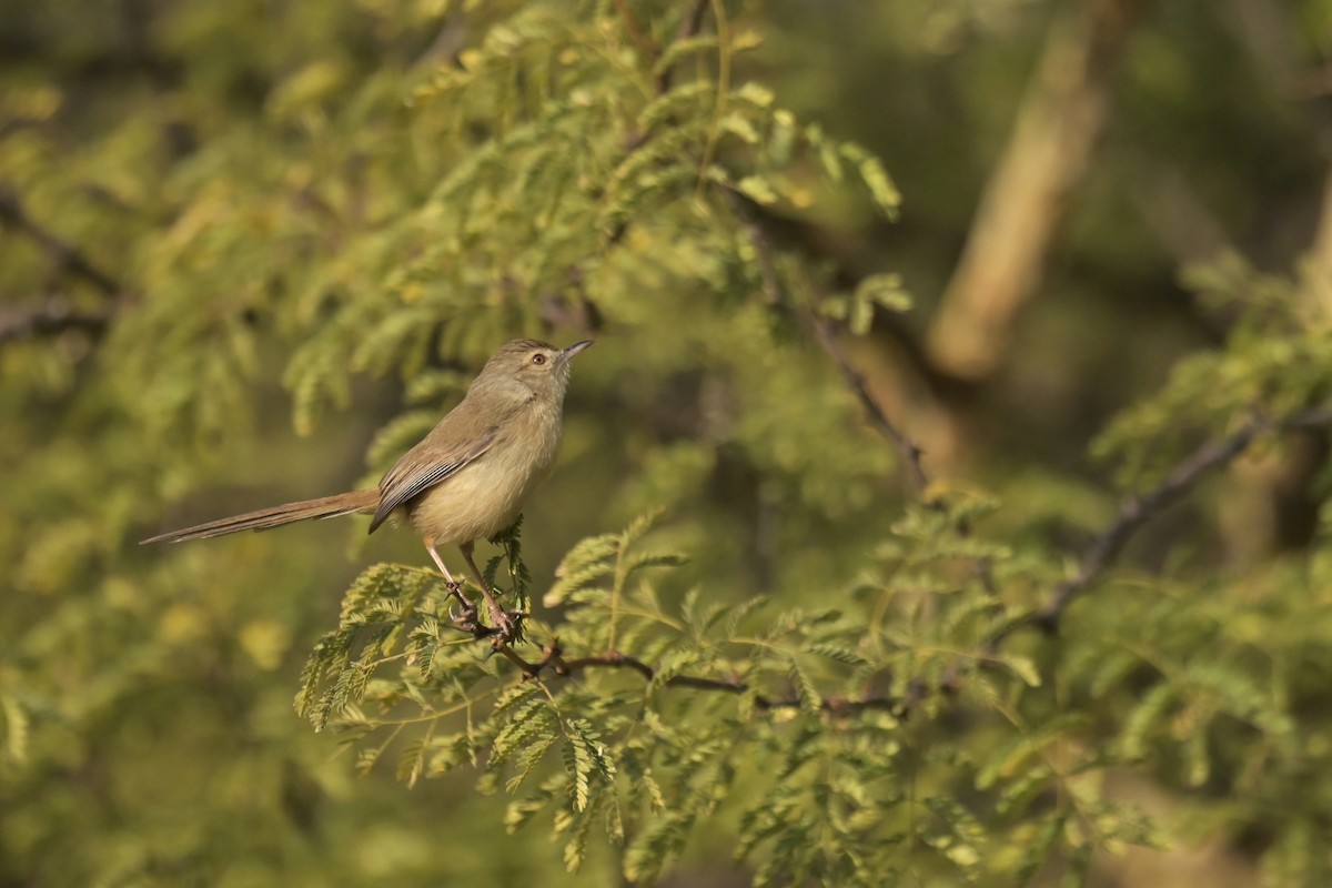 Plain Prinia - ML641902548