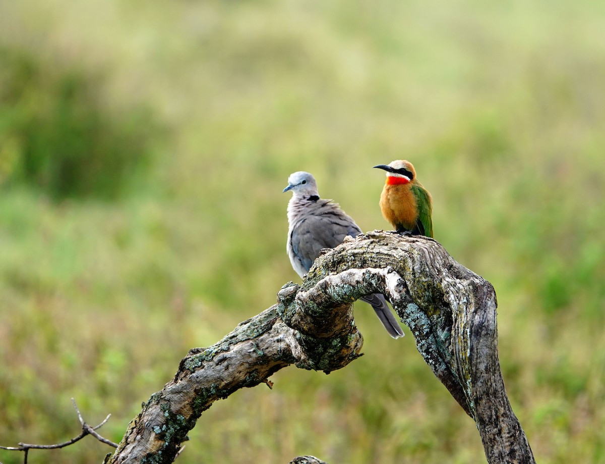 Ring-necked Dove - ML641902549