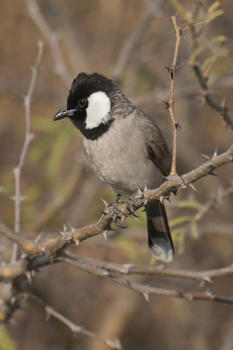 White-eared Bulbul - ML641902550