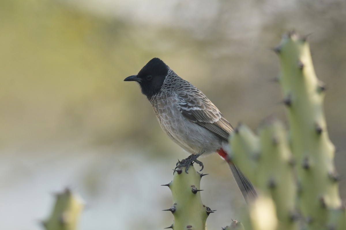 Red-vented Bulbul - ML641902551