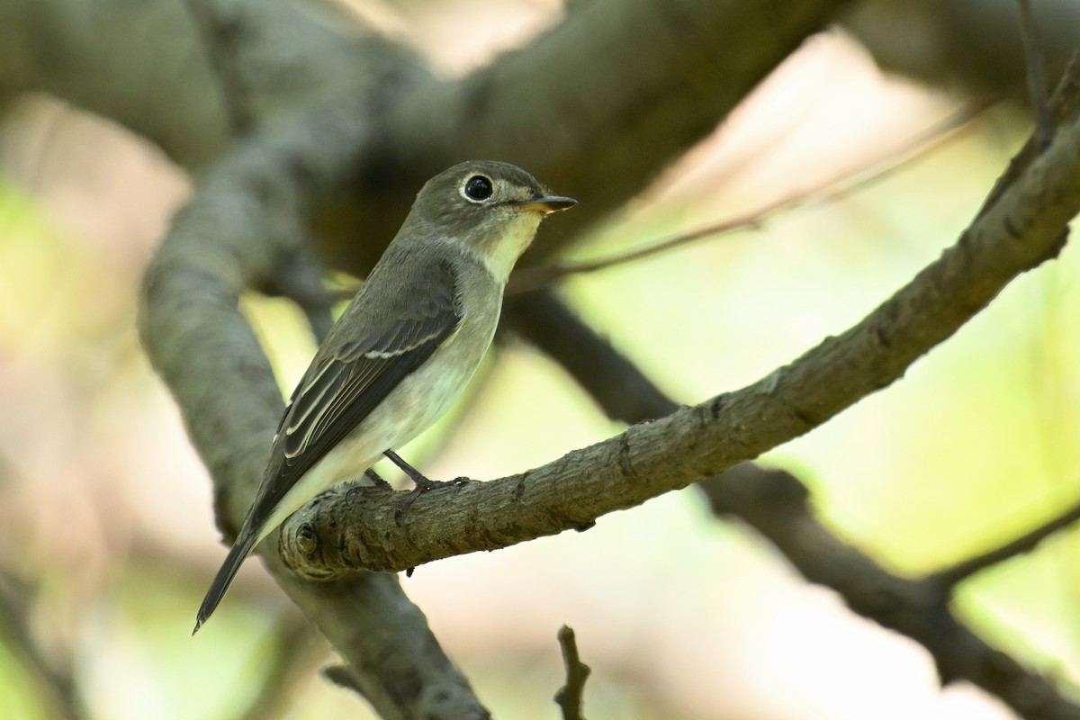 Asian Brown Flycatcher - ML641902552