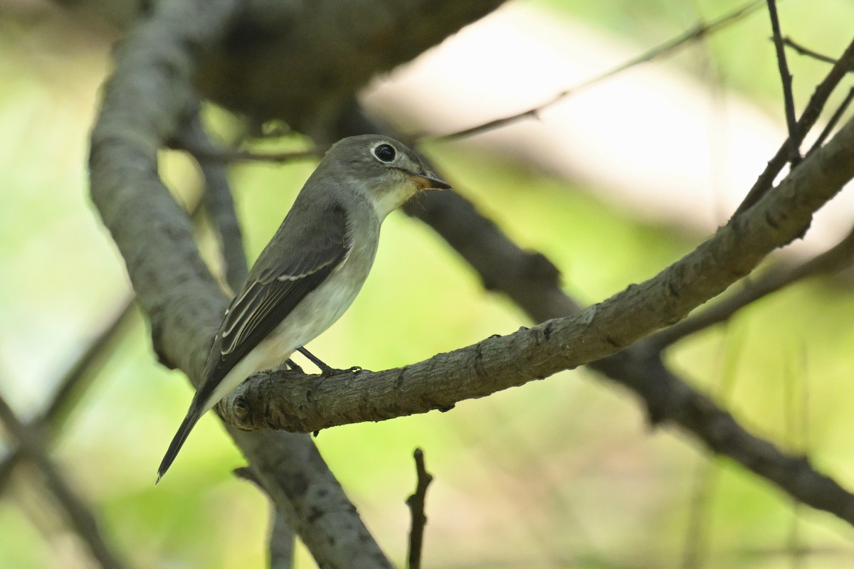 Asian Brown Flycatcher - ML641902553