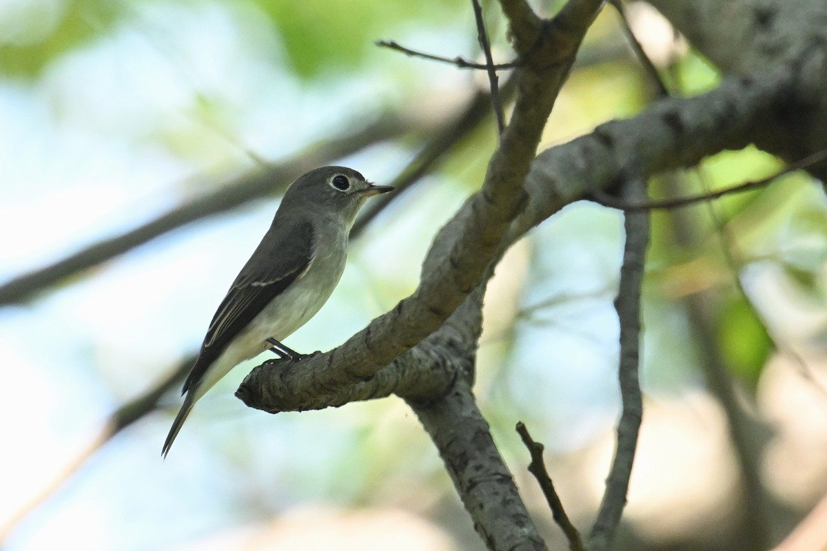 Asian Brown Flycatcher - ML641902554