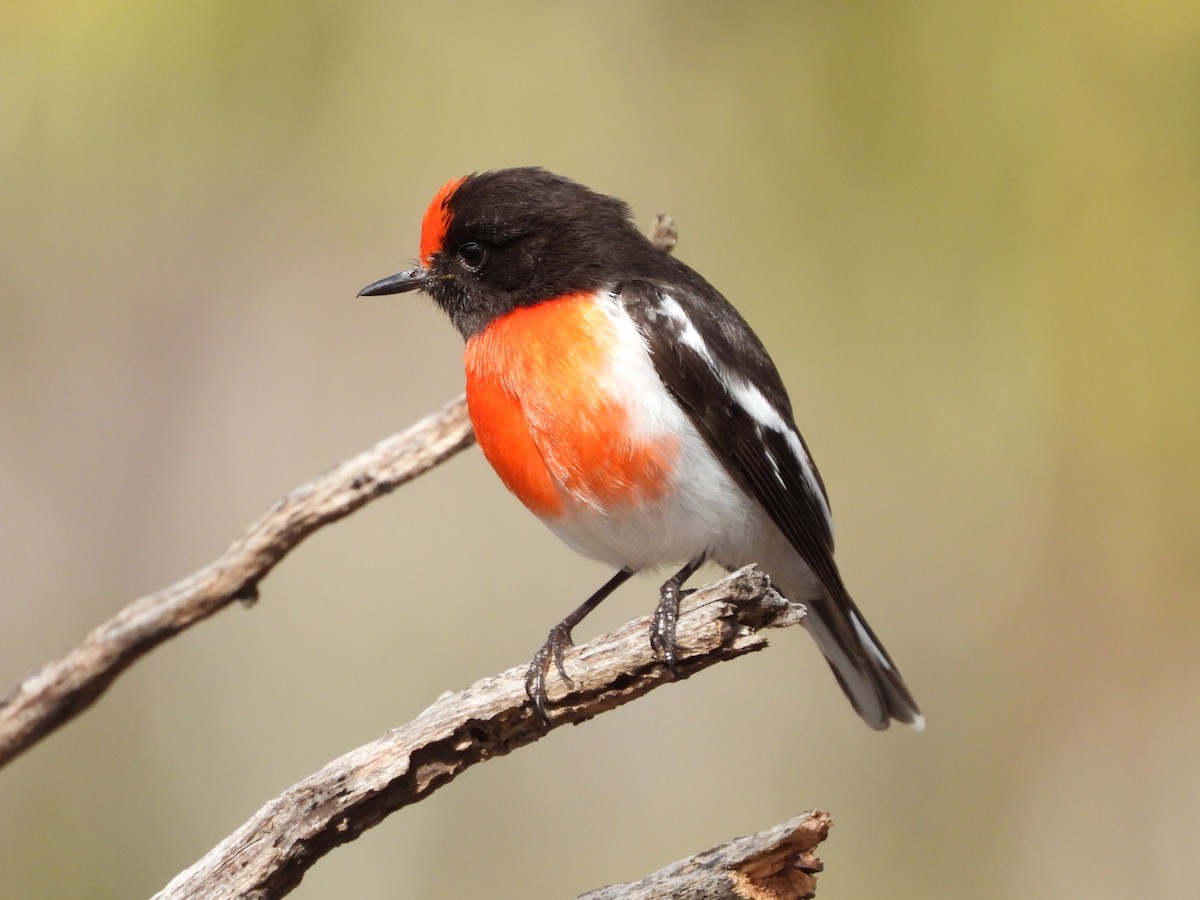 Red-capped Robin - ML641902556