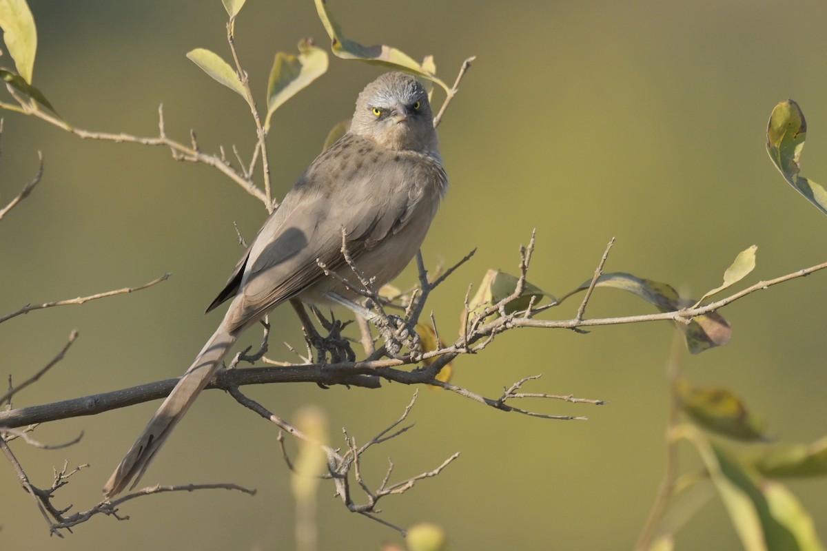 Large Gray Babbler - ML641902557
