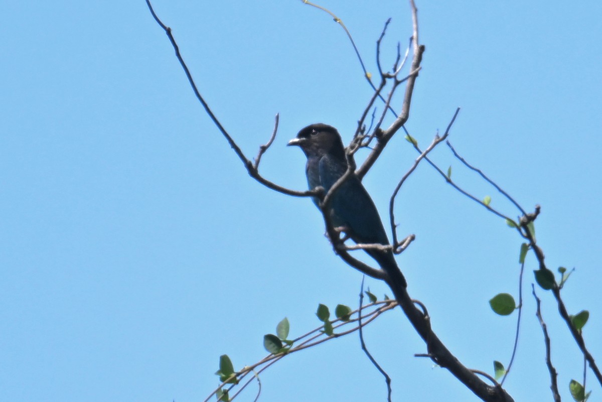 Dollarbird - ML641902558