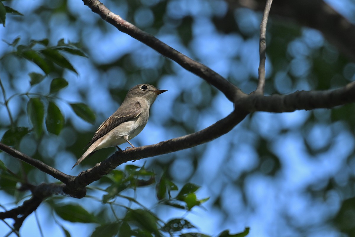Asian Brown Flycatcher - ML641902560