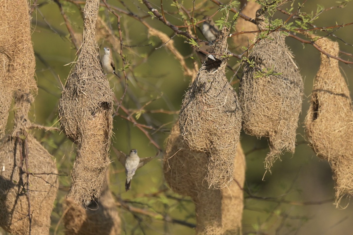 Indian Silverbill - ML641902561