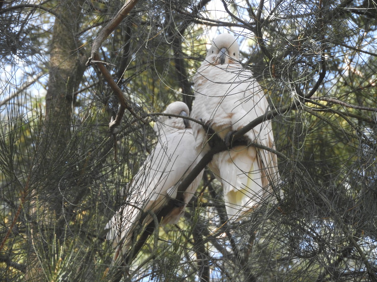 Sulphur-crested Cockatoo - ML641902563