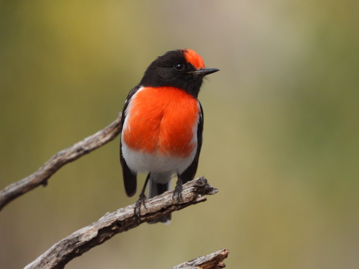 Red-capped Robin - ML641902564
