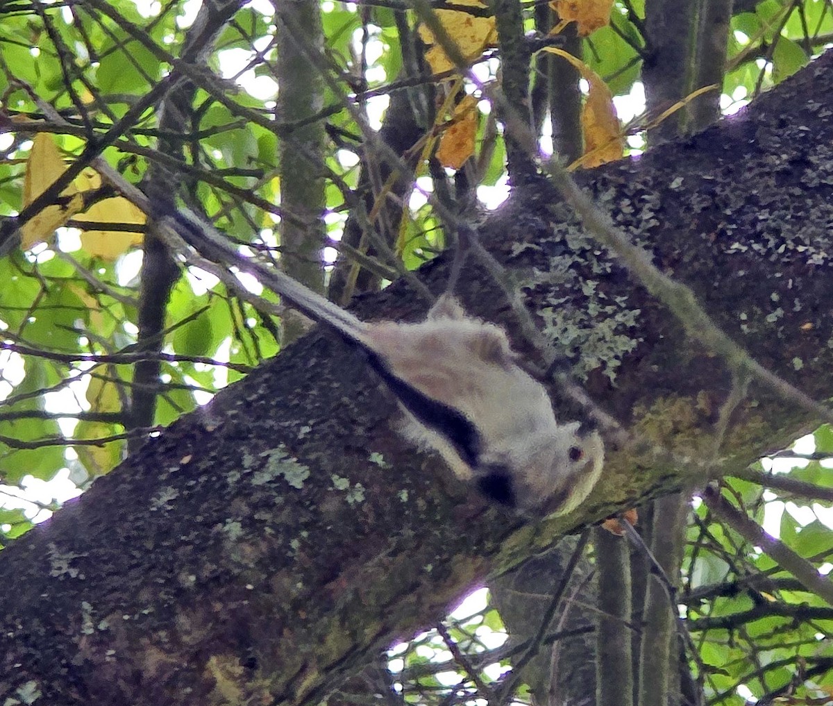 Long-tailed Tit - ML641902565