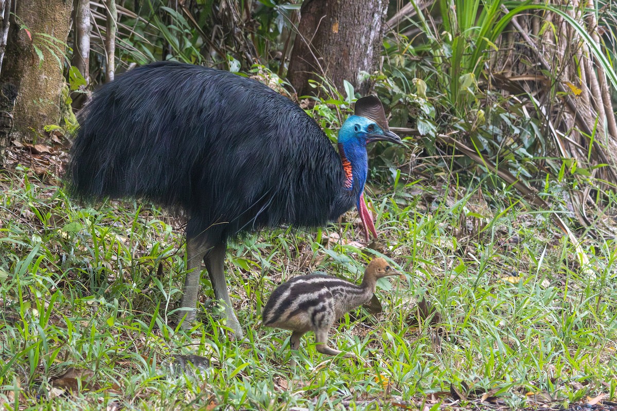 Southern Cassowary - ML641902569