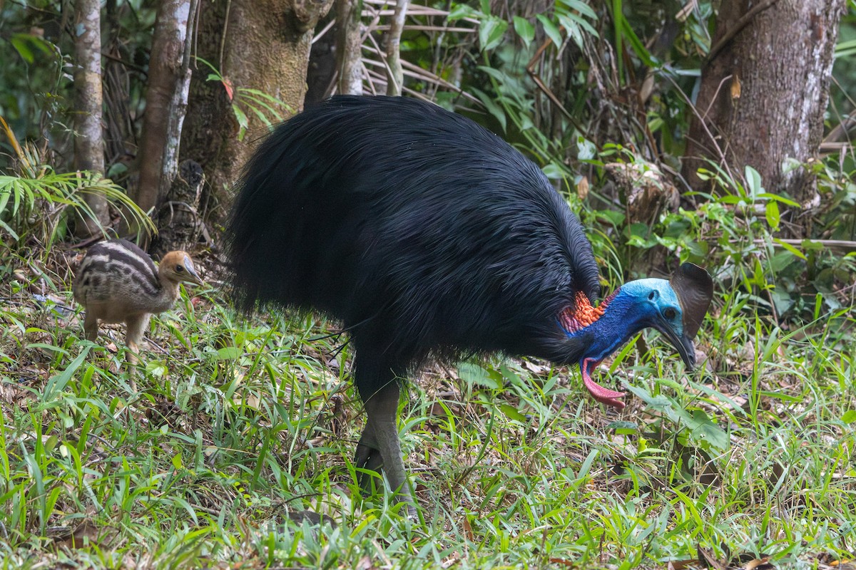 Southern Cassowary - ML641902570