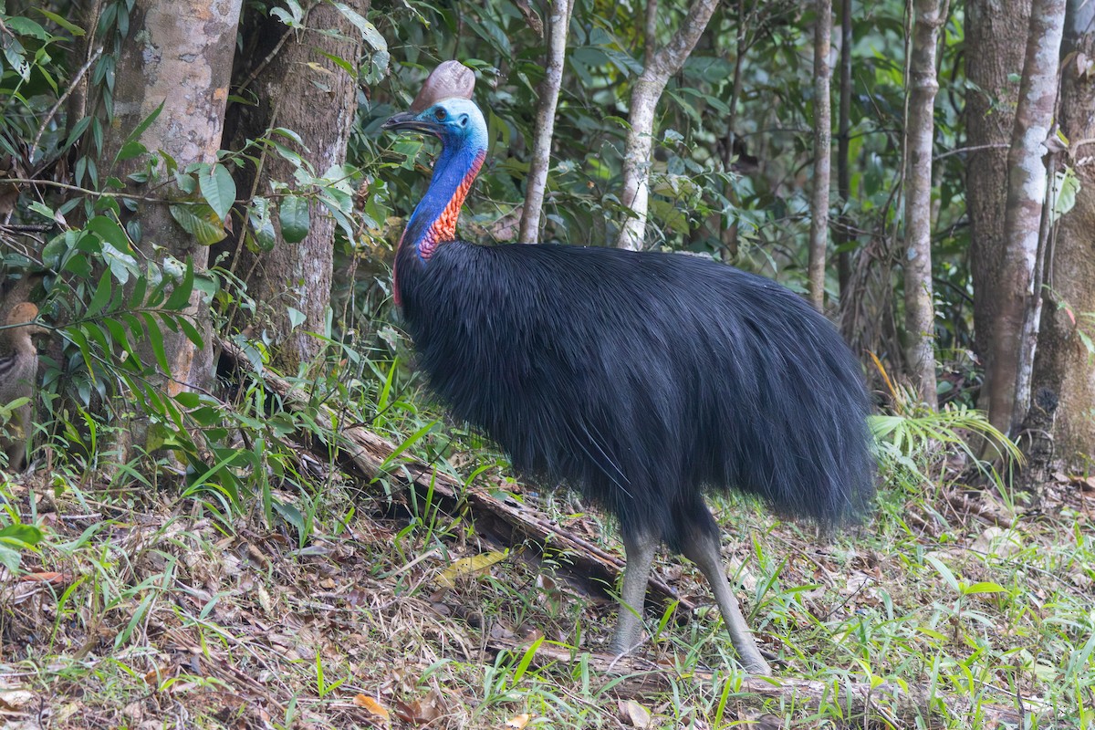 Southern Cassowary - ML641902571