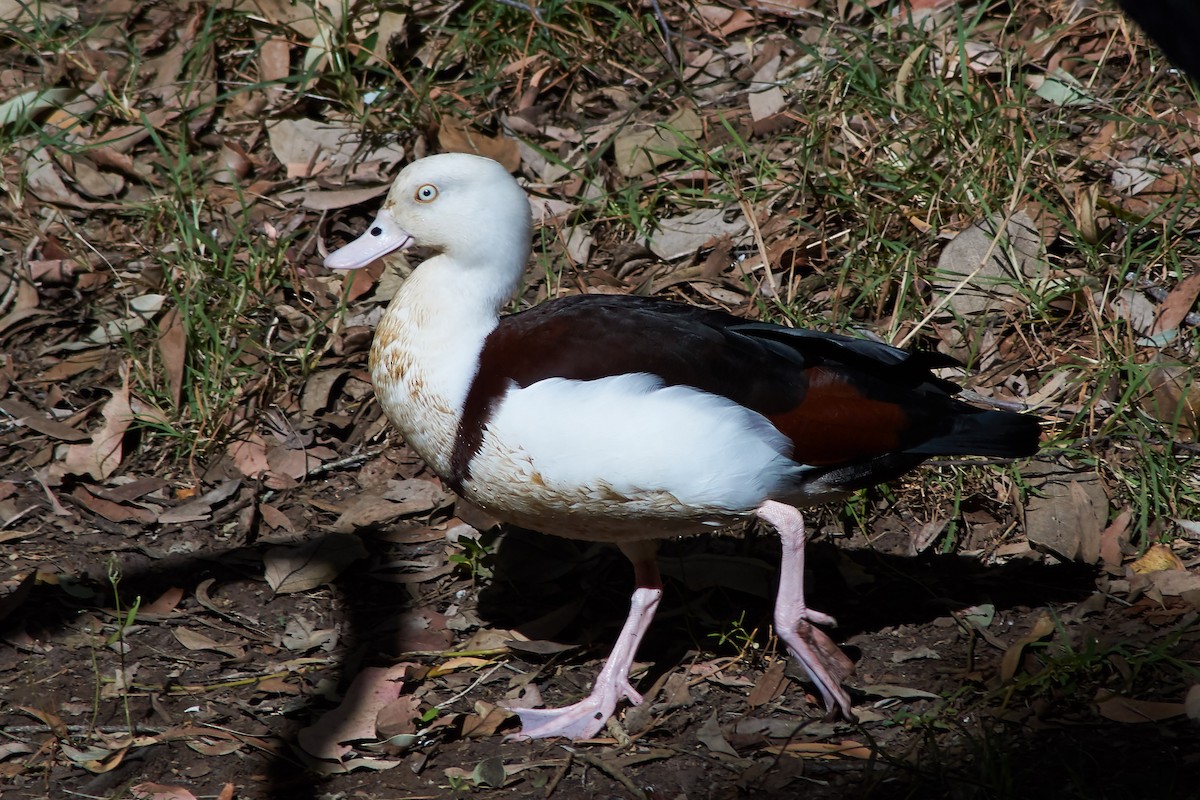 Radjah Shelduck - ML641902572