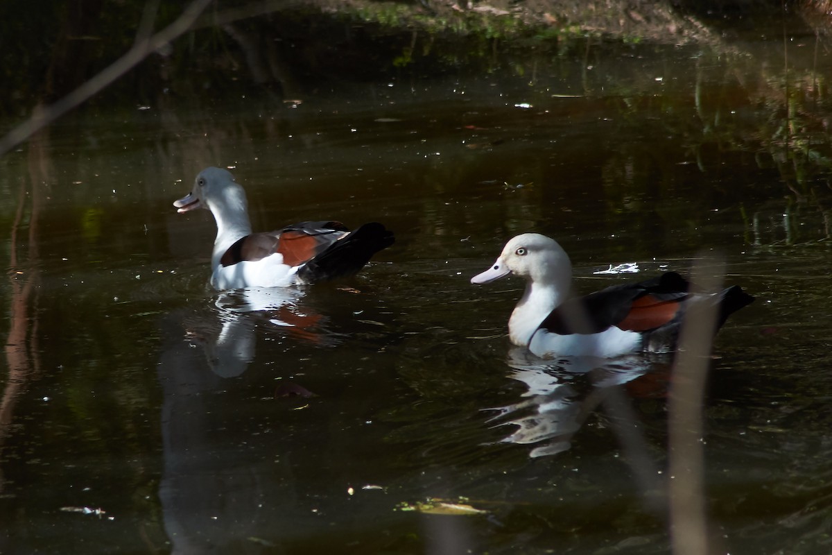 Radjah Shelduck - ML641902573