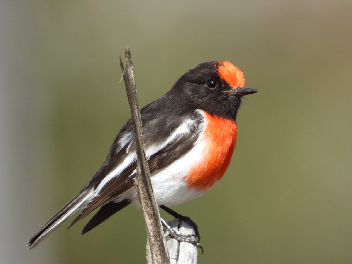 Red-capped Robin - ML641902574