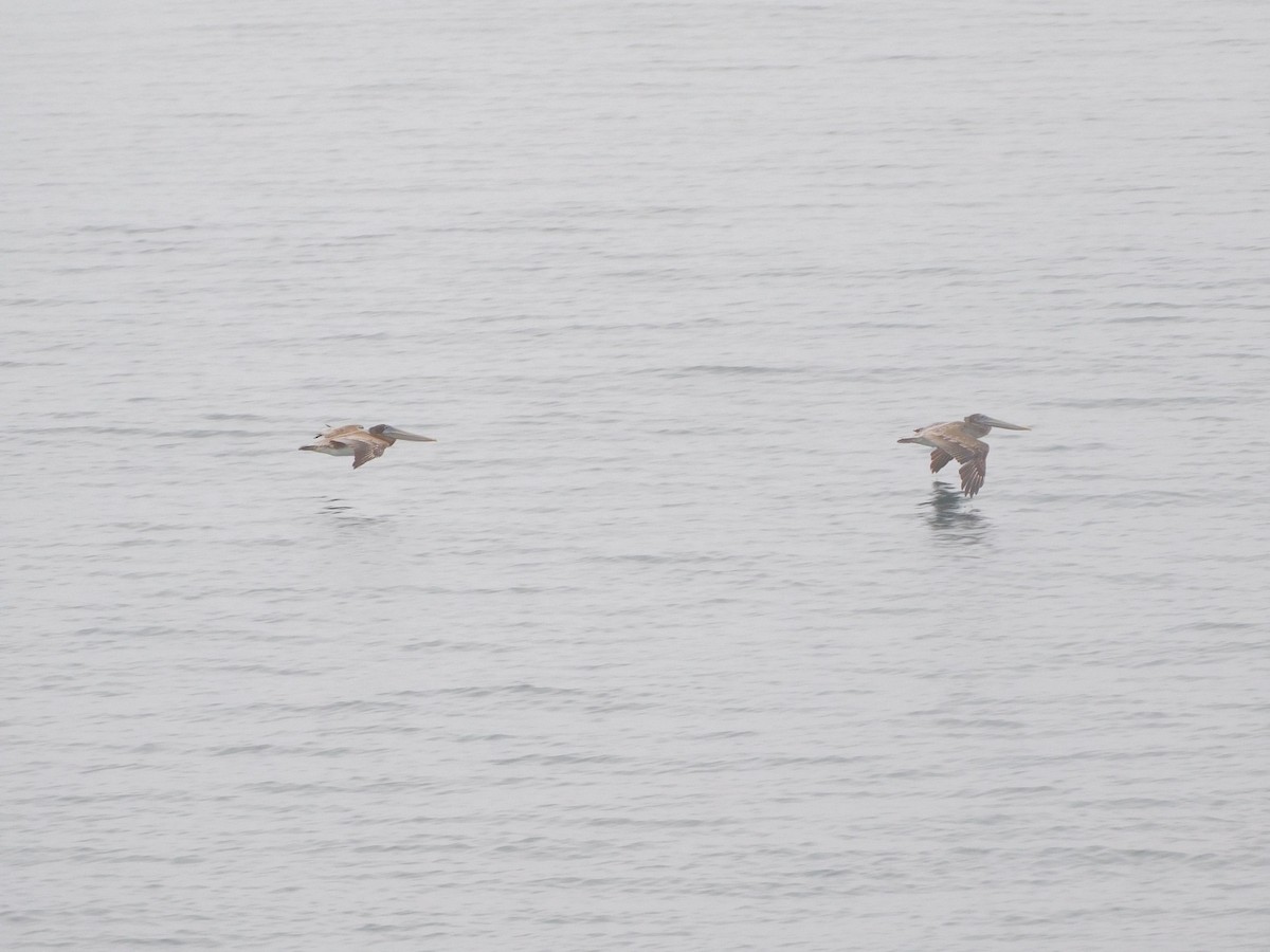 Brown Pelican - ML641902576