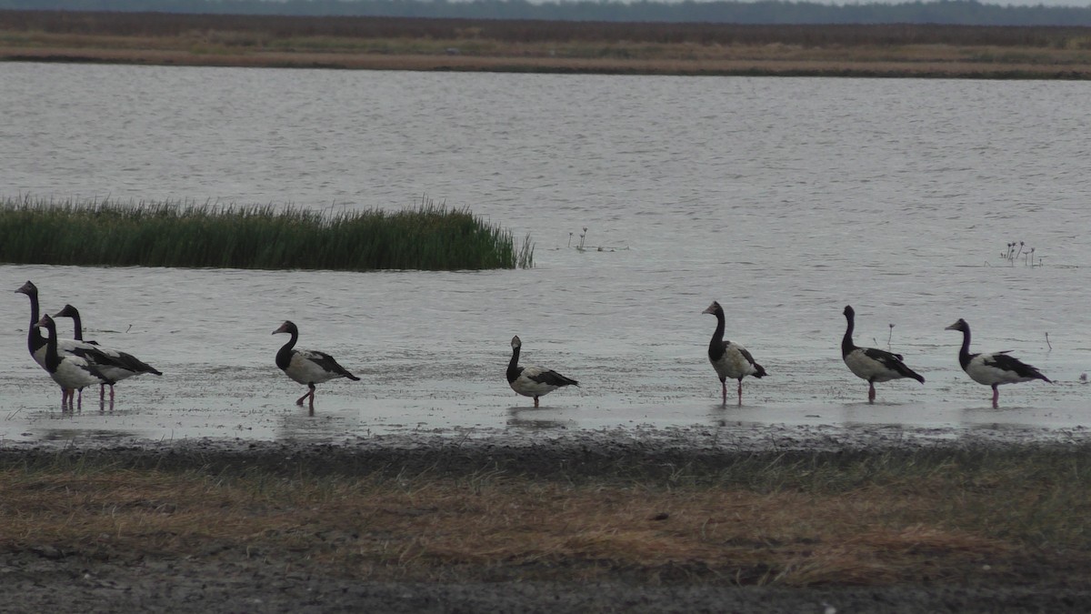 Magpie Goose - ML641902578