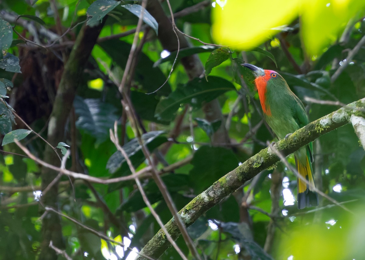 Red-bearded Bee-eater - ML641902579